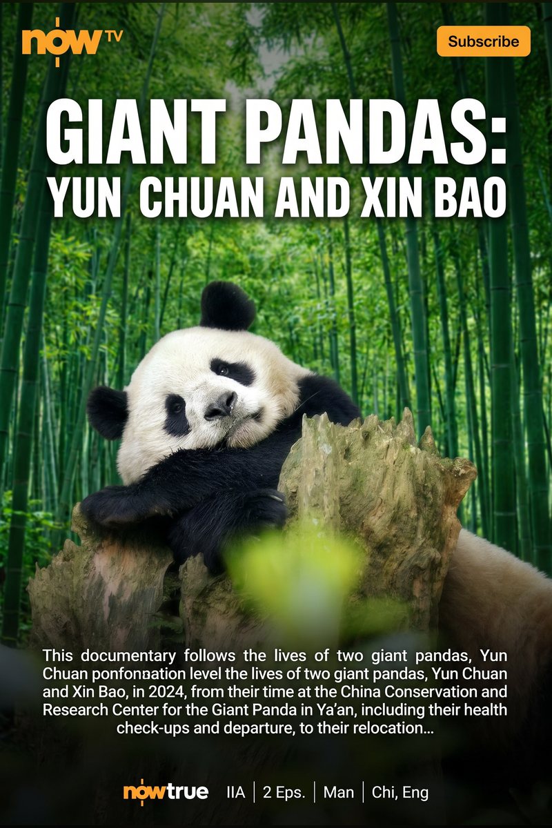 Panda Yunchuan & Xinbao